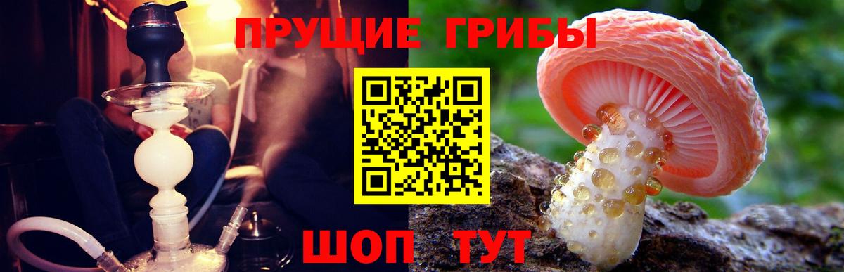 Борзя  Псилоцибиновые грибы GOLDEN TEACHER  магазин продажи наркотиков  Псилоцибиновые грибы Psilocybine cubensis  Вход с VPN 
